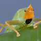 Illustration for article titled This insect has human ears